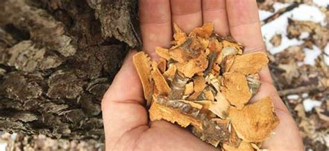 25 Little Known Survival Uses For Tree Bark - Ask a Prepper