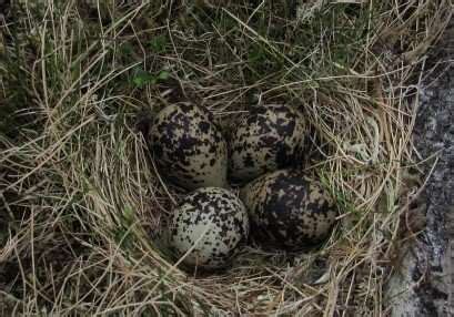 Plover Appreciation Day - Purple Plover Consulting