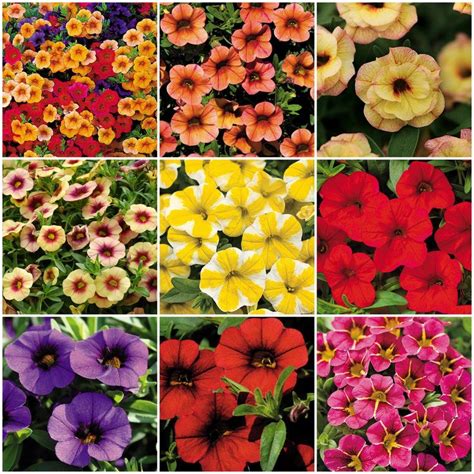 Calibrachoa for Baskets, Borders, and Butterflies - Birds and Blooms