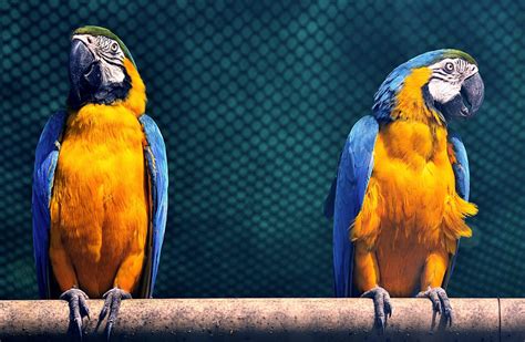 What Does A Blue And Gold Macaw Eat?