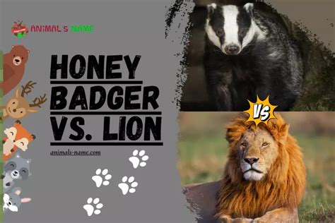 Who Would Win in a Fight: Honey Badger vs. Lion - Animals Name