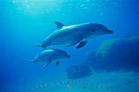 Underwater Bottlenose Dolphin Baby Mother Photo | Photo, Information