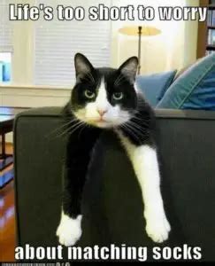 Our Favourite Tuxedo Cat Memes - Tuxedo Cat