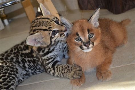 Important Facts About Caracal Pet You Need To Know | Kitten for sale ...