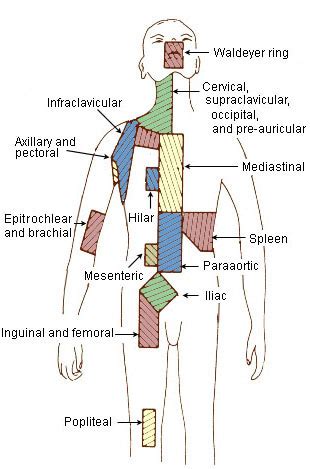 Lymph node - wikidoc