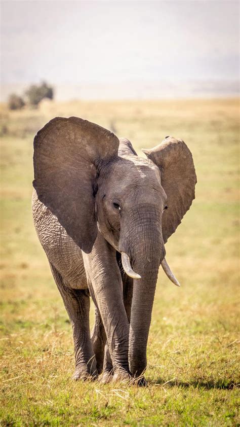 This one posed for me in Maasai Mara! : r/Elephants