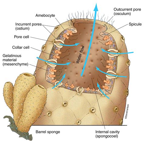 Barrel Sponge - Phylum Porifera | Carlson Stock Art