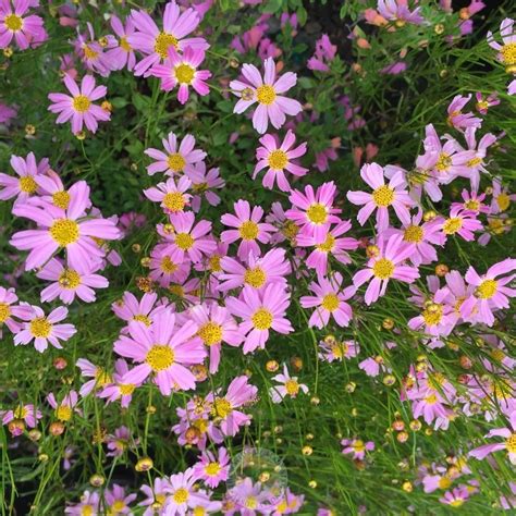 Threadleaf Coreopsis (Coreopsis rosea 'American Dream') in the ...