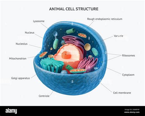 3d Animal Cell With Organelles Worksheet