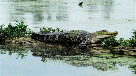 Wildlife of the Louisiana Swamp Lands Series: Reptiles - Bayou Swamp Tours