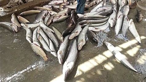 Singhara Fish || Malli Fish || Catfish's farming - YouTube