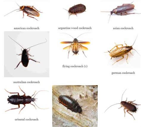 15 Types Of Roaches With Pictures: A Complete Identification Guide 2021 ...