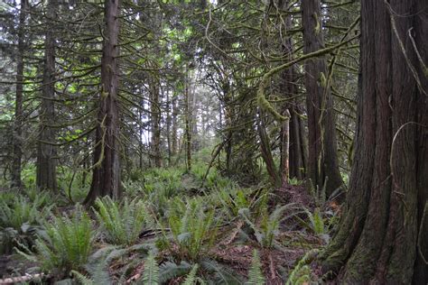 Western Redcedar Ecology and Distribution – Forest Health Watch