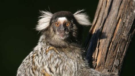 marmoset | Description, Habitat, & Facts | Britannica