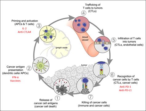 Advances in immunotherapy for renal cell carcinoma – BHD Research