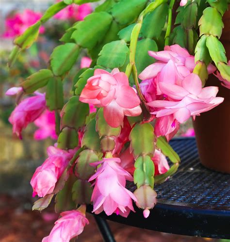 Christmas Cactus FAQs Answered - Salisbury Greenhouse - Blog