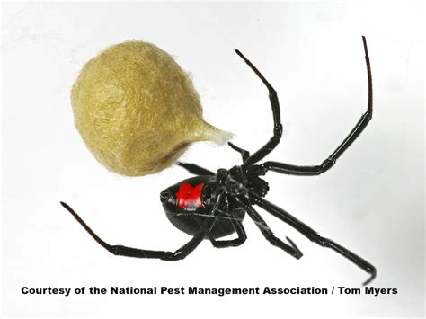 Black Widow Spiders: Facts & Extermination Information