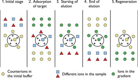 Ion Exchange Chromatography: Principle, Parts, Steps, Uses