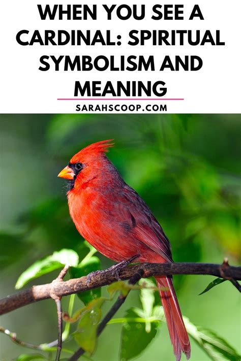 When You See A Cardinal: Spiritual Symbolism and Meaning | Sarah Scoop