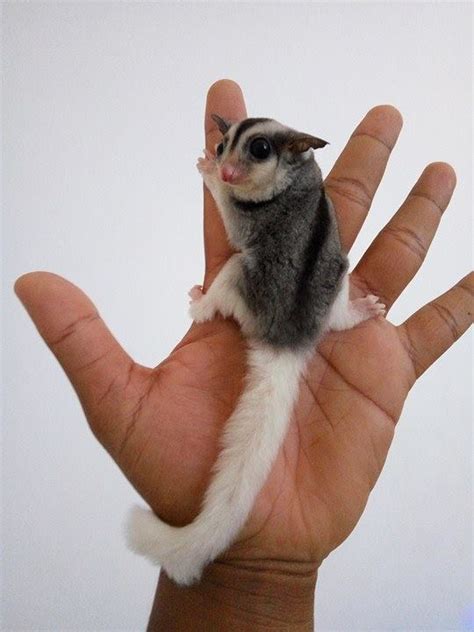 Sugar Glider Bonding dan Proses Penjinakan - Srigati Sugar Glider