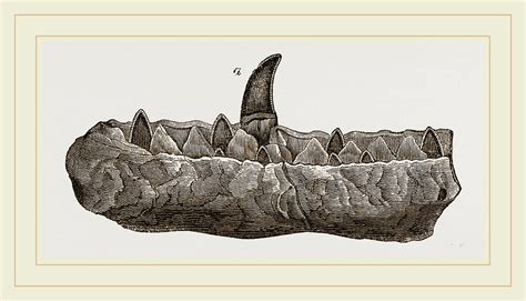 Portion Of Lower Jaw Megalosaurus Drawing by Litz Collection - Fine Art ...