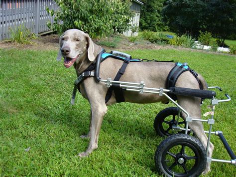 Training a dog to use a wheelchair | Hund rollstuhl, Reinrassige hunde ...