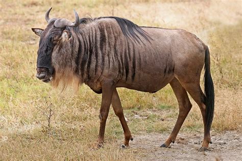 Gnu - Wikiquote