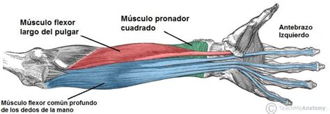 Entrenamiento de antebrazos: Hipertrofia, Fuerza, Ejercicios y ...