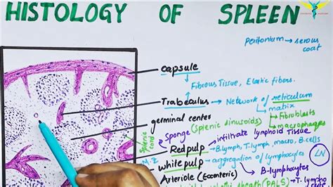 Cerebral Cortex Histology Labeled