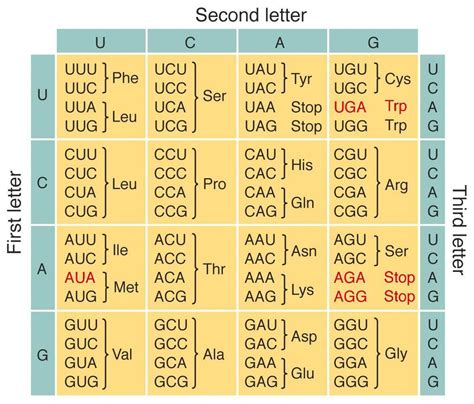 How To Identify Template Strand Of Dna