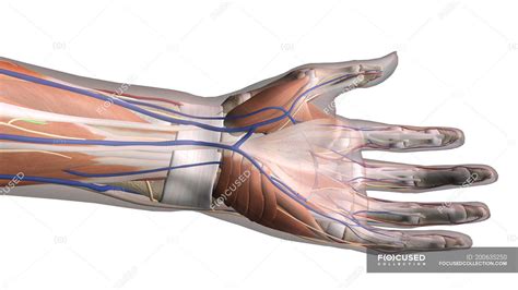 Visão ventral da anatomia da mão sobre fundo branco — nervos radiais ...