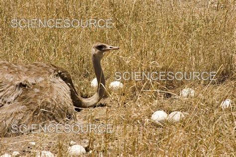 Photograph | Female Ostrich sitting on communal egg | Science Source Images