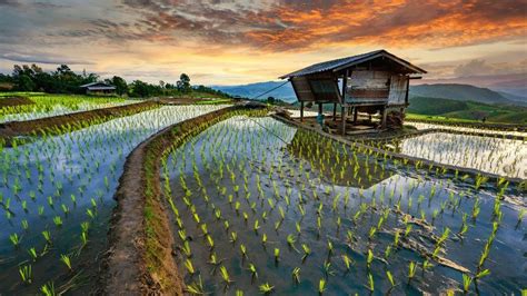 Rice terrace field, Pa-pong-peang, Chiang Mai, Thailand | Chiang mai ...