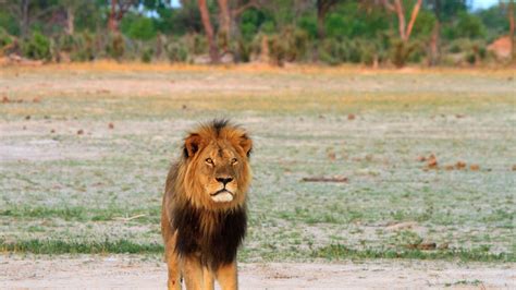 Cecil the Lion's son 'shot by hunter' in Hwange National Park | World ...