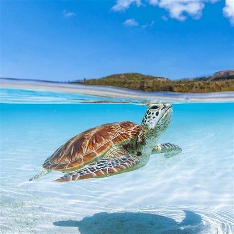 Beach Turtle Wallpapers