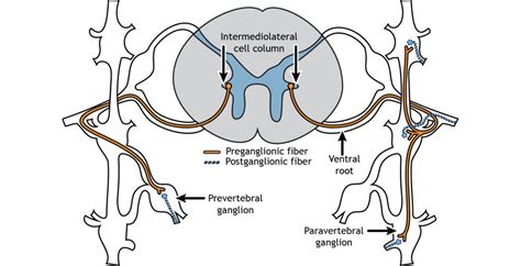 Paravertebral Ganglia