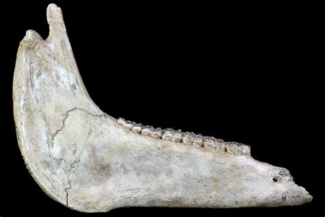 15" Fossil Horse Jaw - Pleistocene, Germany (#87470) For Sale ...