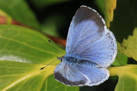 Restoring Rare Butterfly Habitats