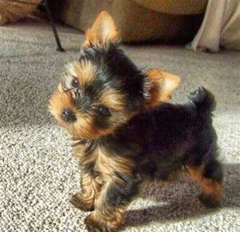 Pin by Dan Silva on Yorkshire Terrier | Teacup yorkie puppy, Yorkshire ...