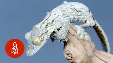 The Amazing Camouflage of the Mossy Leaf-Tailed Gecko - YouTube