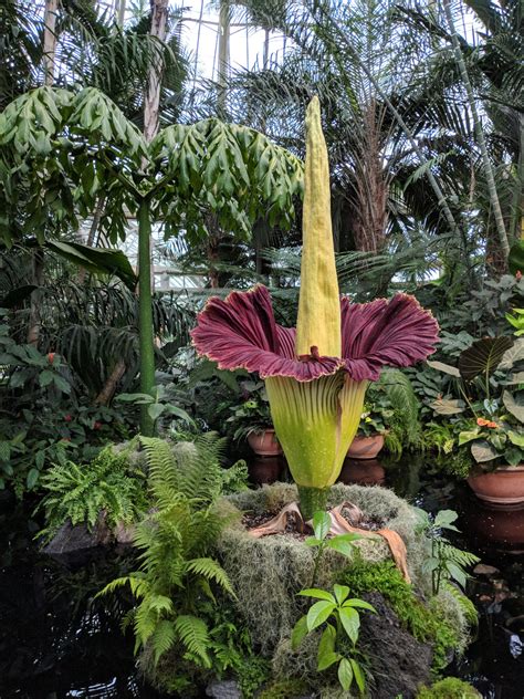 Watch the 2019 Corpse Flower Bloom in an Instant | New York Botanical ...