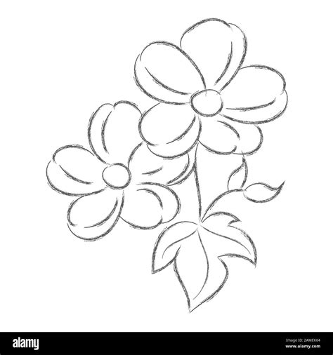 Vector pencil drawing of a flower with leaves isolated on a white ...