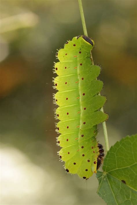 Luna moth caterpillars vs. brown anoles – Research News