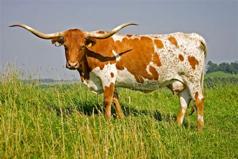 🔥 [50+] Longhorn Cattle Wallpapers | WallpaperSafari