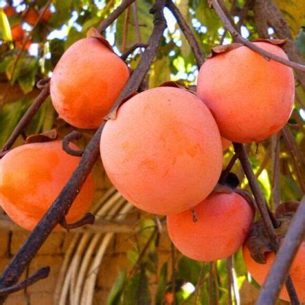 20pcs persimmon seeds - BuyingSeed.com - Free Shipping - Up to 70% OFF