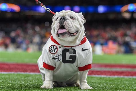 Georgia Bulldogs Football Fans Are Even Better Than Their Unbeaten Team