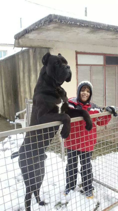 55+ Cane Corso Size Compared To Human - l2sanpiero