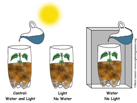 Variation of Traits - Plant Investigation