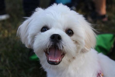 The Maltese Shih Tzu Complete Mix Breed Guide Animal Corner, 42% OFF