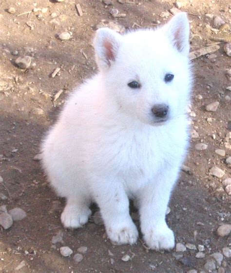 Cute Names For A White German Shepherd - Browse Best Names